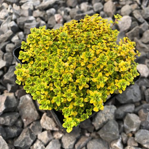 Thymus x citr. ’Archer’s Gold’ – Citromillatú kakukkfű