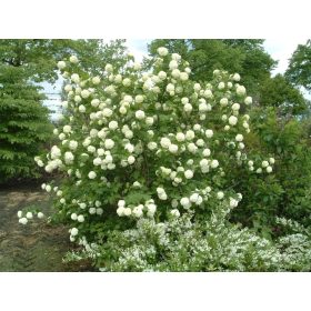 Viburnum op. ’Roseum’ – Labdarózsa