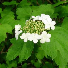 Viburnum opulus – Kányabangita