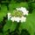 Viburnum opulus – Kányabangita