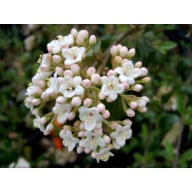 Viburnum x burkwoodii – Tavaszi bangita