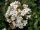 Viburnum x burkwoodii – Tavaszi bangita
