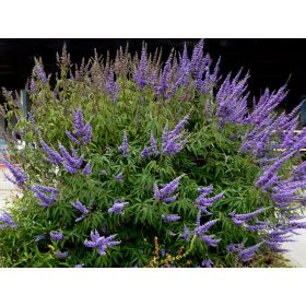 Vitex agnus-castus – Barátcserje