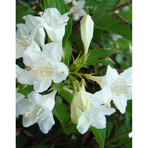 Weigela florida ’Alba’ – Fehér virágú rózsalonc