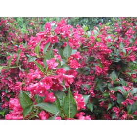Weigela ’Eva Rathke’ – Piros virágú rózsalonc