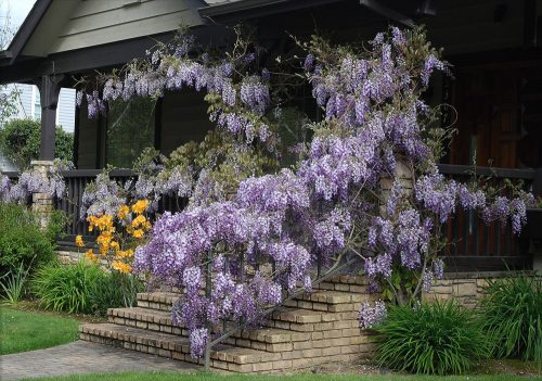 Wisteria sinensis – Lilaakác