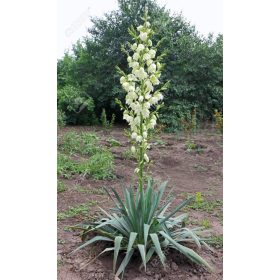 Yucca filamentosa – Kerti pálmaliliom