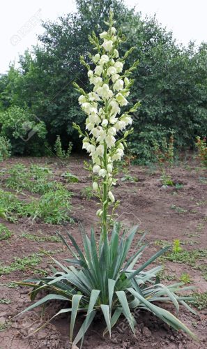 Yucca filamentosa – Kerti pálmaliliom