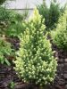 Picea glauca ’Rainbow’s End’ – Sárga cukorsüveg fenyő