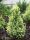 Picea glauca ’Rainbow’s End’ – Sárga cukorsüveg fenyő