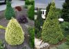 Picea glauca ’Rainbow’s End’ – Sárga cukorsüveg fenyő