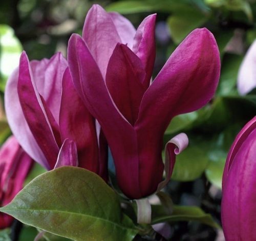 Magnolia lil. ’Nigra’ – Bíborvörös liliomfa