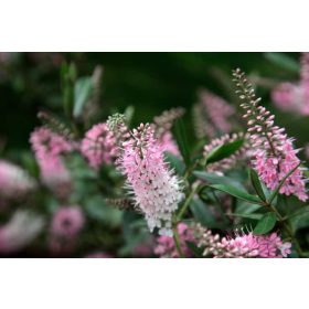   Hebe ’Nicola's Blush’ – Örökzöld veronikacserje