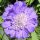 Scabiosa cauc. ’Perfecta Mid Blue’ – Kaukázusi ördögszem