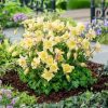 Aquilegia ’Earlybird Yellow’ – Harangláb