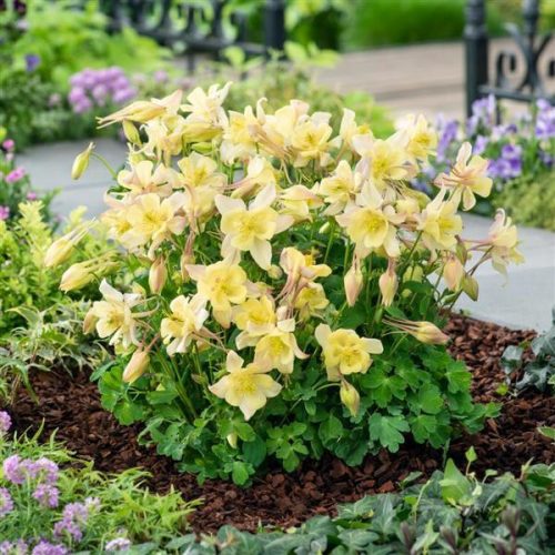 Aquilegia ’Earlybird Yellow’ – Harangláb