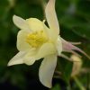 Aquilegia ’Earlybird Yellow’ – Harangláb