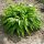 Hosta ’Green Bag – Árnyékliliom