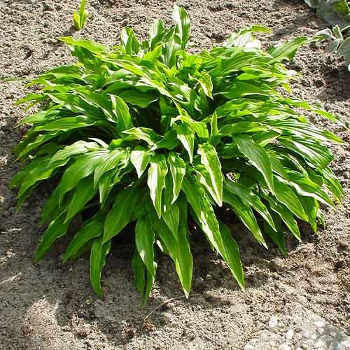 Hosta ’Green Bag – Árnyékliliom