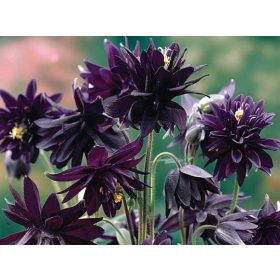 AQUILEGIA vulgaris 'Black Barlow' – Harangláb