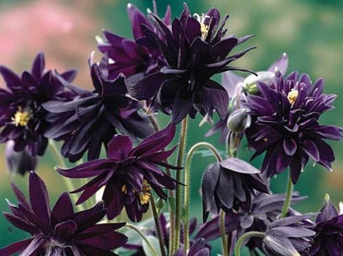 AQUILEGIA vulgaris 'Black Barlow' – Harangláb