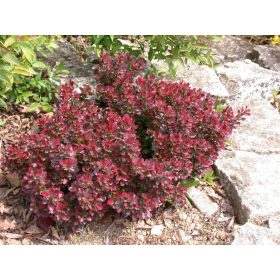 Berberis th. ’Atropurpurea Nana’ – Törpe vérborbolya