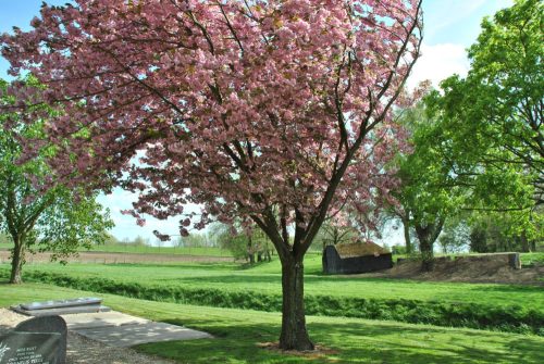 Prunus ser. ’Kanzan’ – Japán díszcseresznye