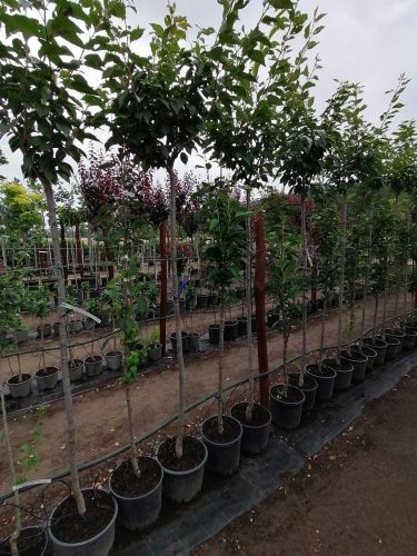 Prunus ser. ’Kanzan’ – Japán díszcseresznye