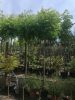 Robinia pseud. ’Umbraculifera’ – Gömbakác