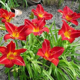 Hemerocallis ’Anzac’ – Sásliliom