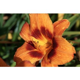 Hemerocallis ’Bandit Man’ – Sásliliom
