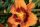Hemerocallis ’Bandit Man’ – Sásliliom