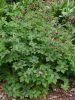 Geranium phaeum ’Samobor’ – Fodros gólyaorr