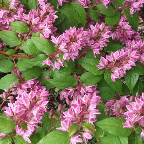 Deutzia x hybrida 