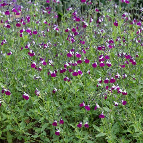 Salvia greggi ’Amethyst Lips’ – Őszi zsálya