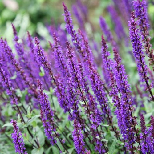 Salvia nemorosa ’Violet Queen’ – Ligeti zsálya