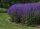 Salvia nemorosa ’Blue by You’ – Ligeti zsálya