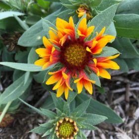 Gaillardia arist. ’Fire Wheels’ – Kokárdavirág