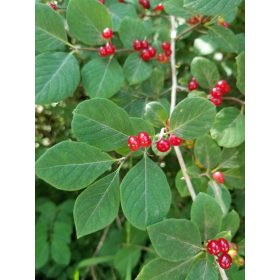 Lonicera xylosteum – Ükörkelonc