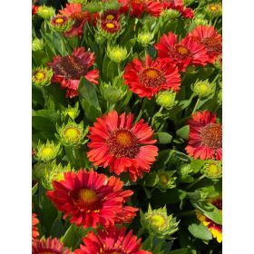 Gaillardia ’Sunset Celebration’ – Kokárdavirág