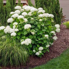 Hydrangea arb. ’Annabelle’ – Cserjés hortenzia