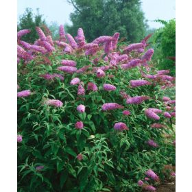   Buddleja dav. ’Pink Delight’ – Rózsaszín virágú nyáriorgona