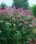 Buddleja dav. ’Pink Delight’ – Rózsaszín virágú nyáriorgona