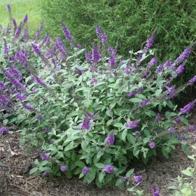   Buddleja dav. ’Blue Chip’ – Törpe, kékvirágú nyáriorgona
