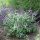 Buddleja dav. ’Blue Chip’ – Törpe, kékvirágú nyáriorgona