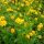 Heliopsis hel. ’Asahi’ – Érdes napszemvirág