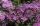 Achillea mill. ’Dark Lilac Beauty’- Közönséges cickafark