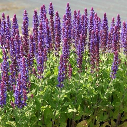Salvia nemorosa ’Ostfriesland’ – Ligeti zsálya