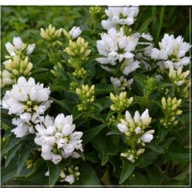 Campanula glom. ’Genti White’ – Csomós harangvirág