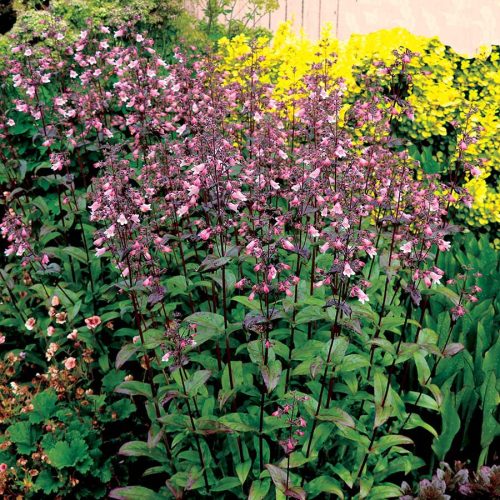 Penstemon dig. ’Dakota Verde’ - Bugatölcsér